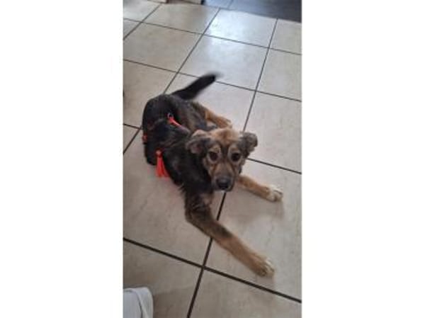 Judybelle - 66482 Zweibrücken