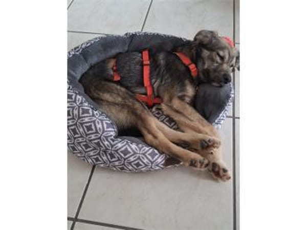 Judybelle - 66482 Zweibrücken