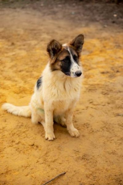 Ljalja  eine junge, aktive Hündin