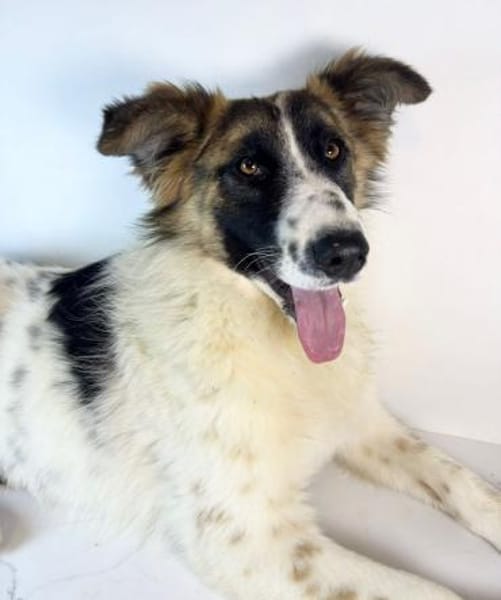 Ljalja  eine junge, aktive Hündin