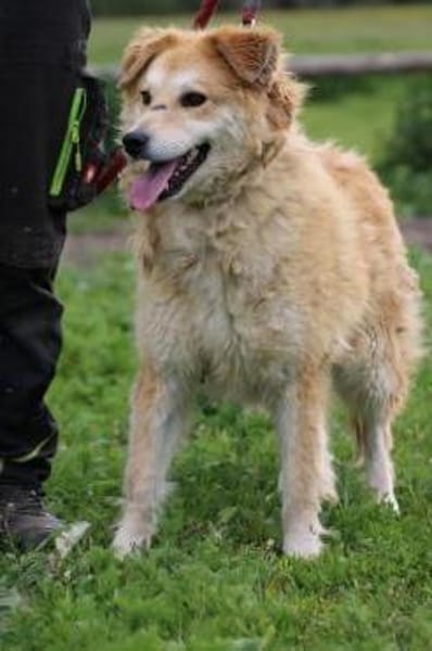 Bailey - hübscher, aufgeweckter Rüde