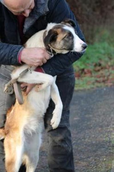 Jamie - kinderlieb u. verspielt