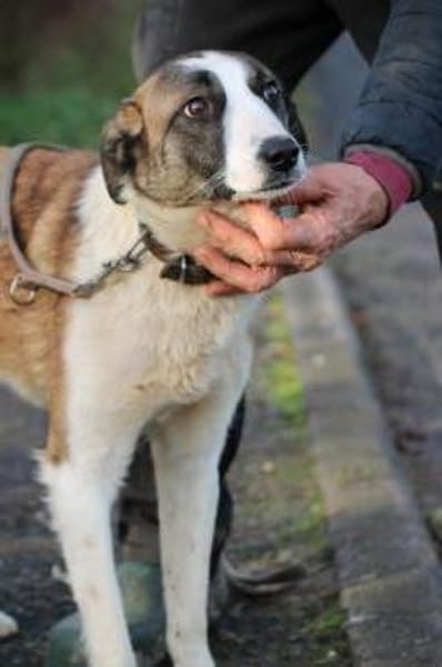 Jamie - kinderlieb u. verspielt