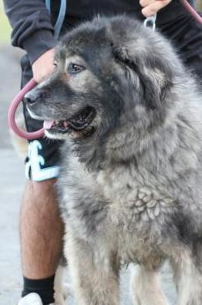 Bo - verschmust u. zutraulich