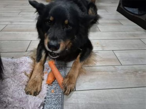 Nick - wartet in 16515 Oranienburg