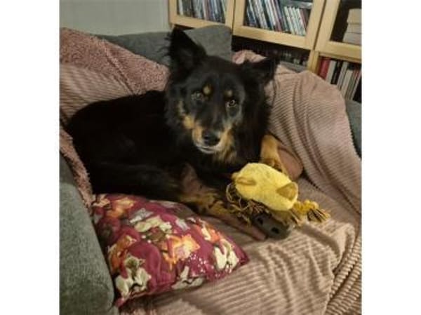 Nick - wartet in 16515 Oranienburg