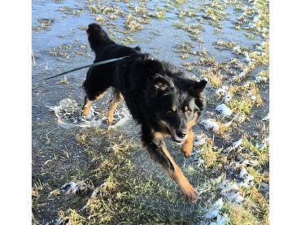 Nick - wartet in 16515 Oranienburg