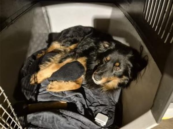 Nick - wartet in 16515 Oranienburg