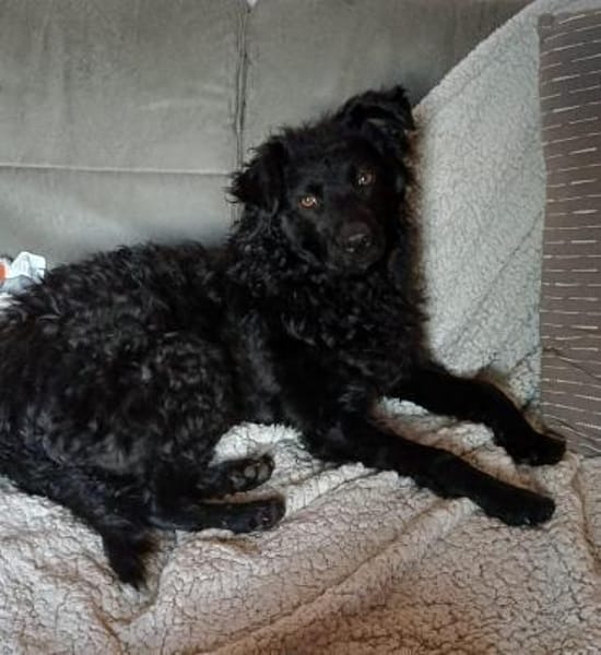 🐾💛Katy sucht ihre Menschen🐾💛