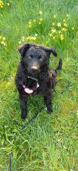 🐾💛Katy sucht ihre Menschen🐾💛