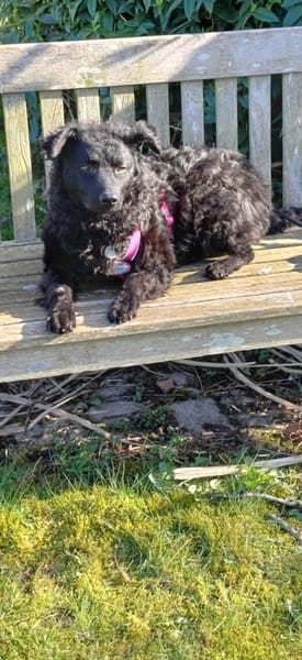 🐾💛Katy sucht ihre Menschen🐾💛