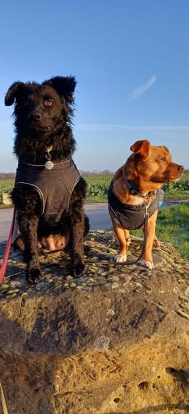 🐾💛Katy sucht ihre Menschen🐾💛