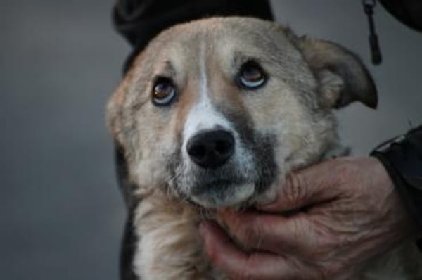 Bly - verspielte Junghündin