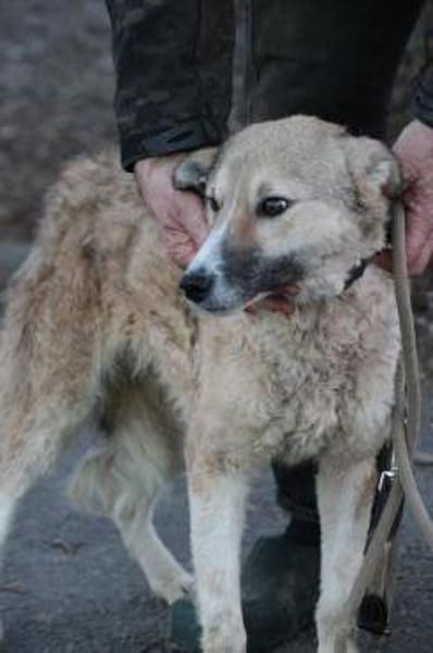 Bly - verspielte Junghündin