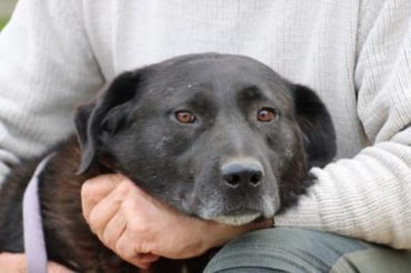 Douce - ❤❤sehr verspielt u. kinderlieb