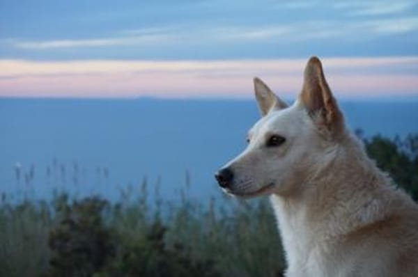 Merlin sucht ein ländliches Zuhause