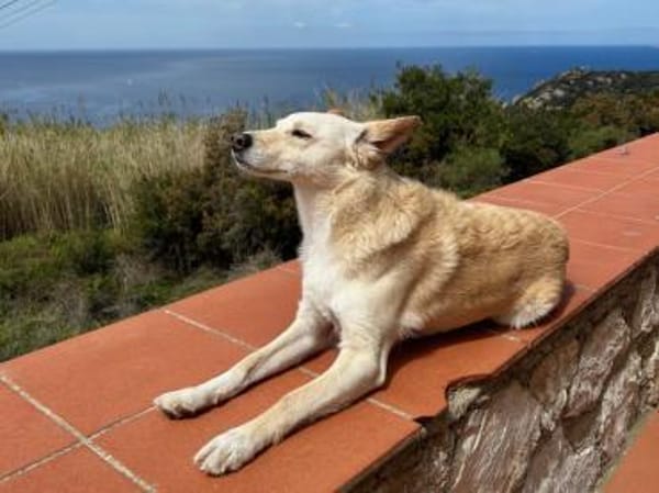 Merlin sucht ein ländliches Zuhause