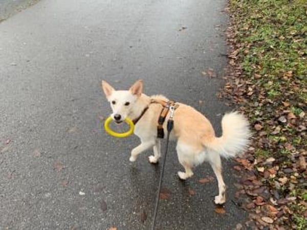 Merlin sucht ein ländliches Zuhause