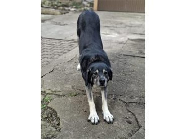 Shambho - wartet in 99817 Eisenach