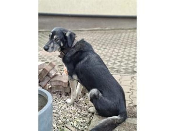 Shambho - wartet in 99817 Eisenach