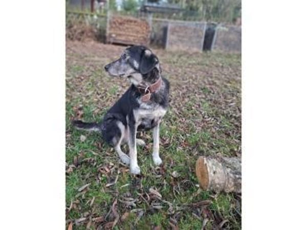 Shambho - wartet in 99817 Eisenach