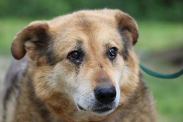 Nanook - verschmust u. sehr lieb