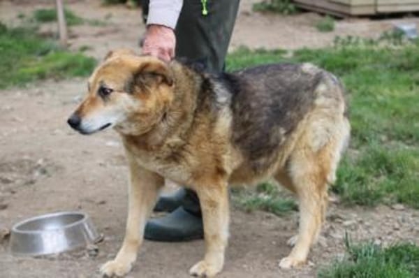 Nanook - verschmust u. sehr lieb