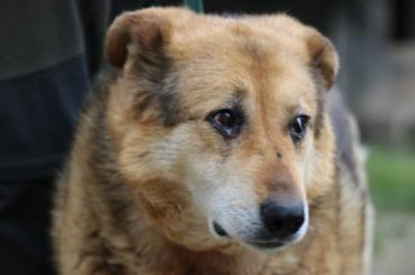 Nanook - verschmust u. sehr lieb