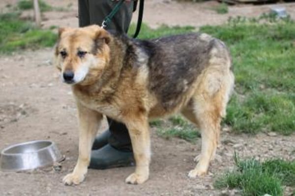 Nanook - verschmust u. sehr lieb