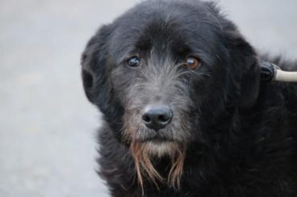 Kami - lieb u. angenehm