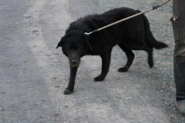 Kami - lieb u. angenehm