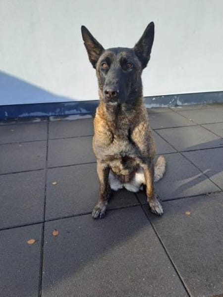 DAFNE, w., kastr., Malinois, 65 cm