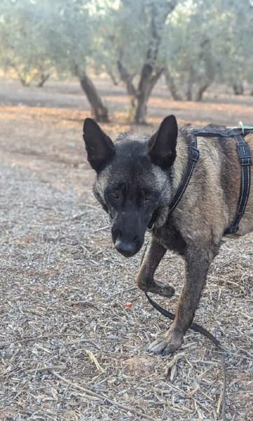 DAFNE, w., kastr., Malinois, 65 cm