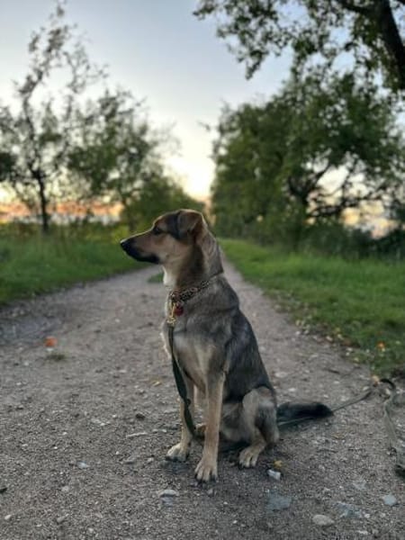 🐾 Kenzo sucht seine Menschen 🐾