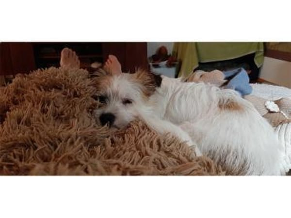 Morlin - wartet in 91564 Neuendettelsau