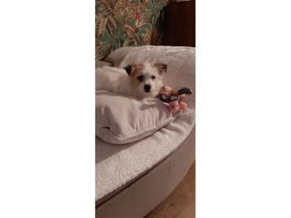 Morlin - wartet in 91564 Neuendettelsau