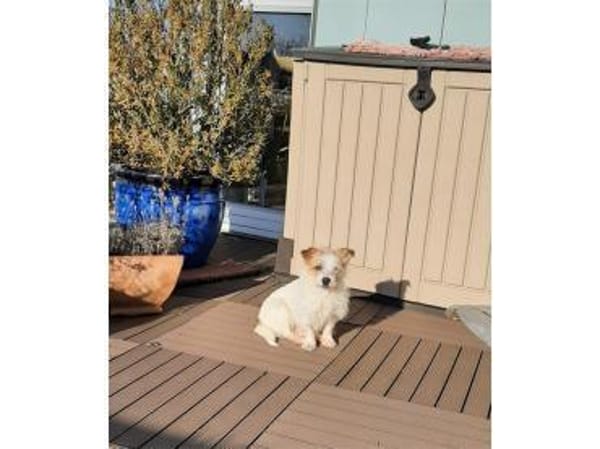 Morlin - wartet in 91564 Neuendettelsau