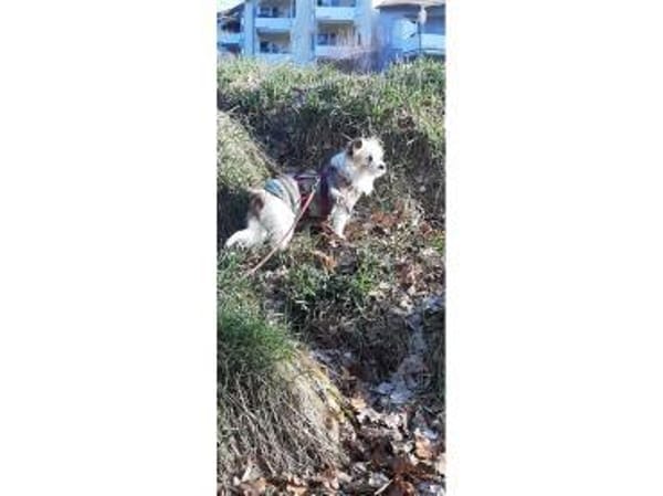 Morlin - wartet in 91564 Neuendettelsau