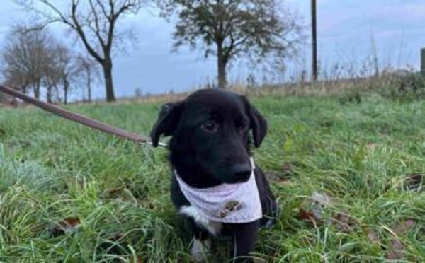 Wunderschöne, süße Poppy