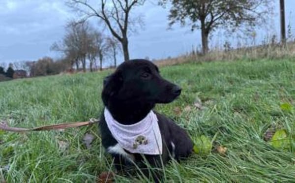 Wunderschöne, süße Poppy