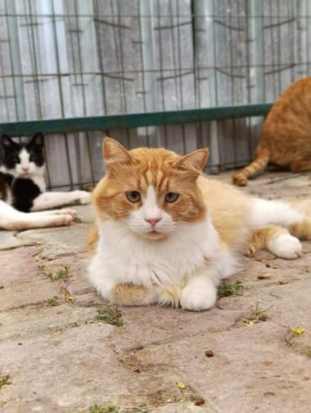 Garfield sucht ein Zuhause/Pflegestelle