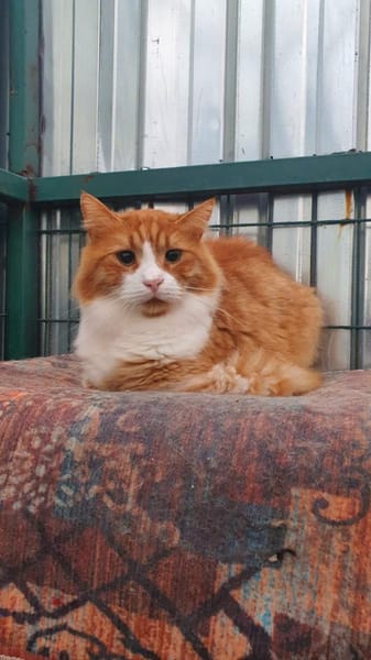 Garfield sucht ein Zuhause/Pflegestelle