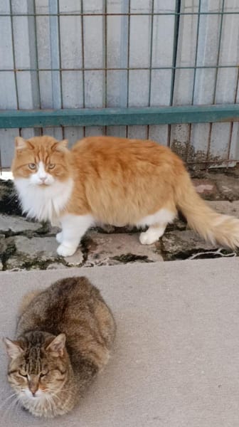 Garfield sucht ein Zuhause/Pflegestelle