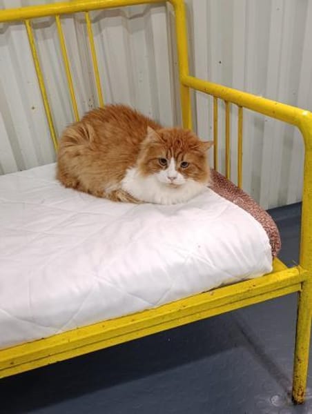 Garfield sucht ein Zuhause/Pflegestelle
