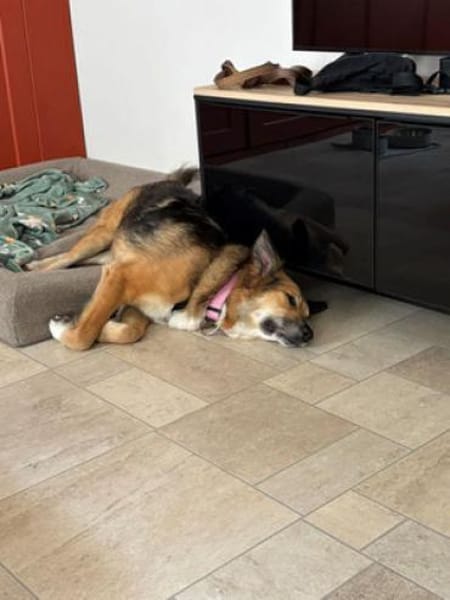 Artemia - großartig, lernwillig