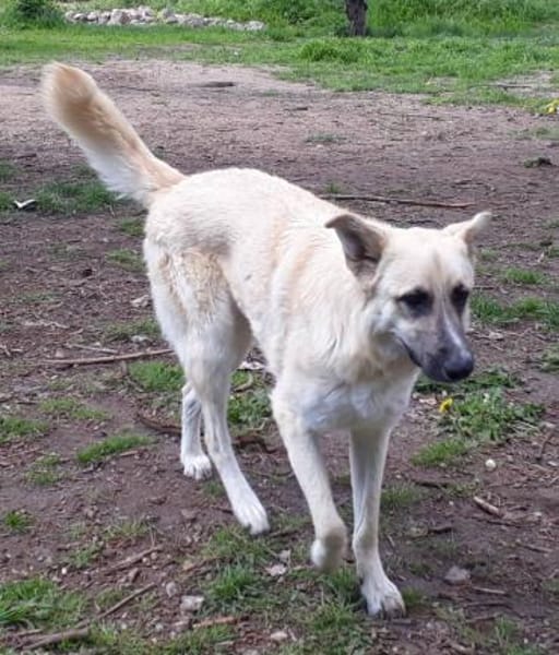 Danila - anhängliche Maus in BRB