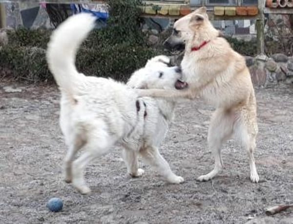 Danila - anhängliche Maus in BRB