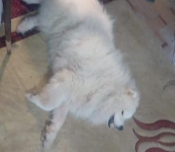 Samojedenrüde Puschkin