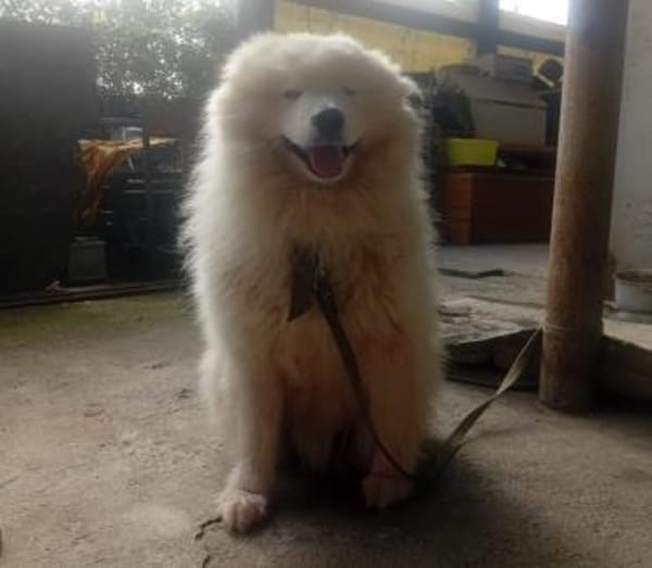 Samojedenrüde Puschkin