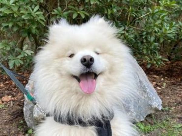 Samojedenrüde Puschkin